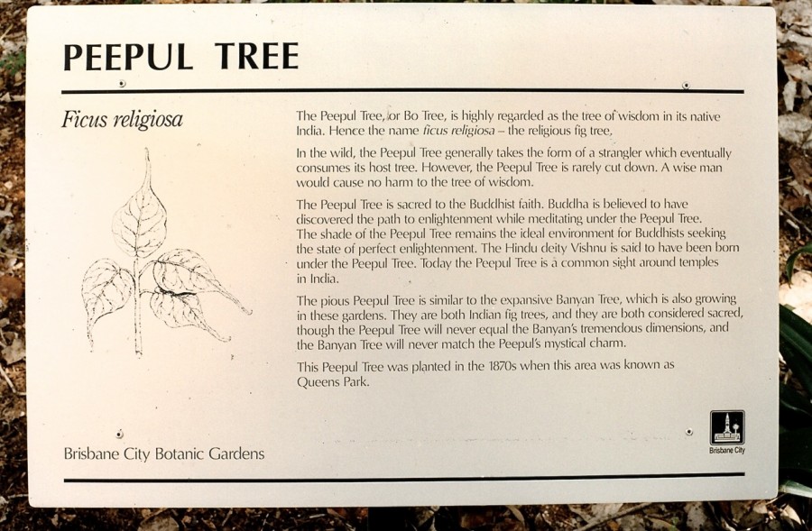 BCC City Gardens Peepul Tree