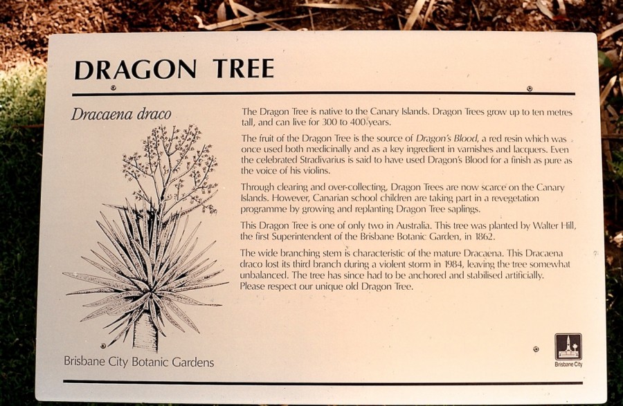 BCC City Gardens Dragon Tree